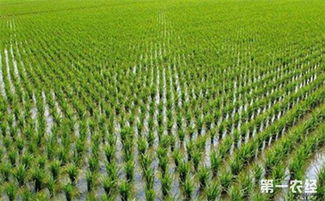 内蒙古包头春耕播种面积创新高，农作物种子保障支撑农业新发展