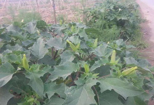 种殖致富经 明年农村种植草果，一亩稳赚五亩的收益秘诀