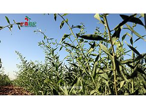 农作物种子种苗的产业链 从批发供应到数字化信息平台