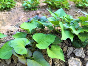 从5亩地收入3.5万元看高效种植的选种秘诀