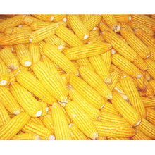 保定富奥种子 一站式农业解决方案，助力绿色丰收