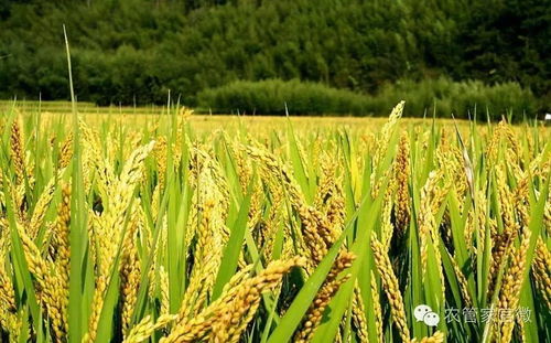 洞察市场脉动 全国主要农作物及种子最新价格行情解析