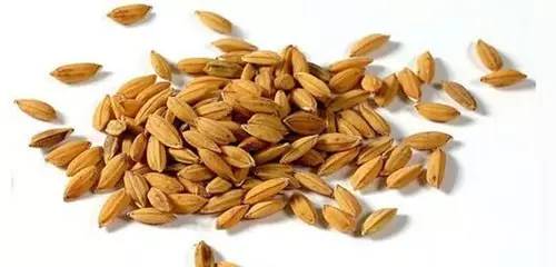 慧眼识种 科学鉴别蔬菜新陈种子与农作物带病种子指南