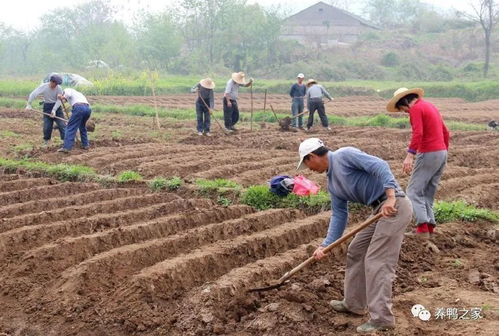 从玉米到“黄金藤” 新型霸气农作物的致富传奇