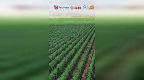 安琪福邦酵母营养肥 以卓越品质，育卓越作物，铸丰收基石