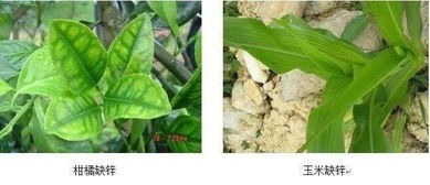 作物最常见的12种缺素症 区分与防治全解析